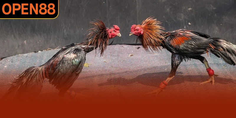 Chọn kê kỹ lưỡng là bước quan trọng trong đá gà đòn