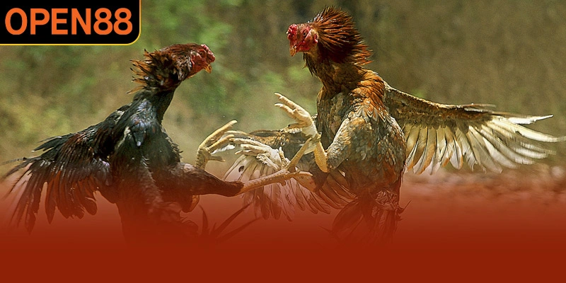 Đá Gà OPEN88 nhận được nhiều feedback tốt từ hội viên